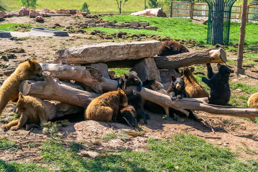 Bears hanging out at Bear Country USA in the Black Hills