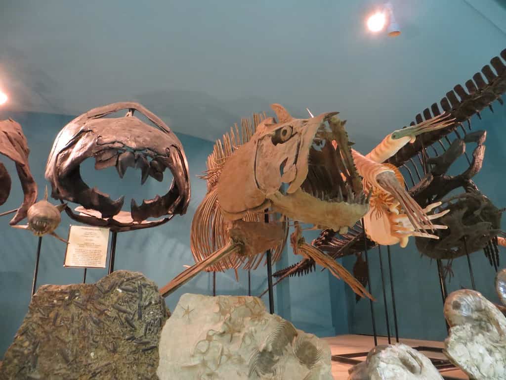 Fossils on exhibit at the Black Hills Institute of Geological Research