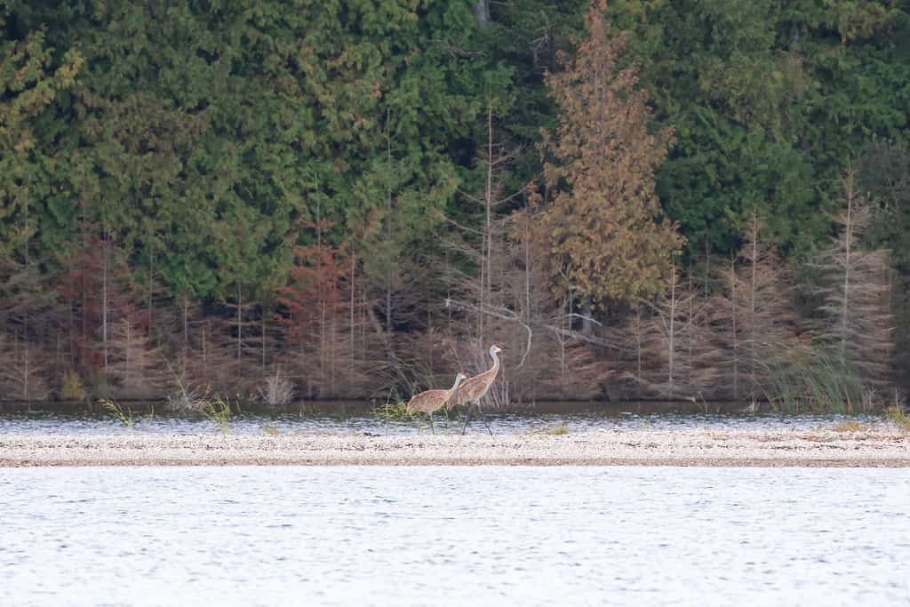 Sandhill Cranes on Bois Blanc Island in Michigan