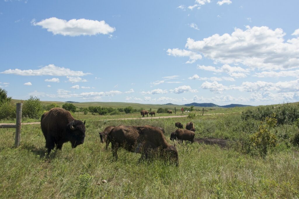 Bison Roaming Custer State Park