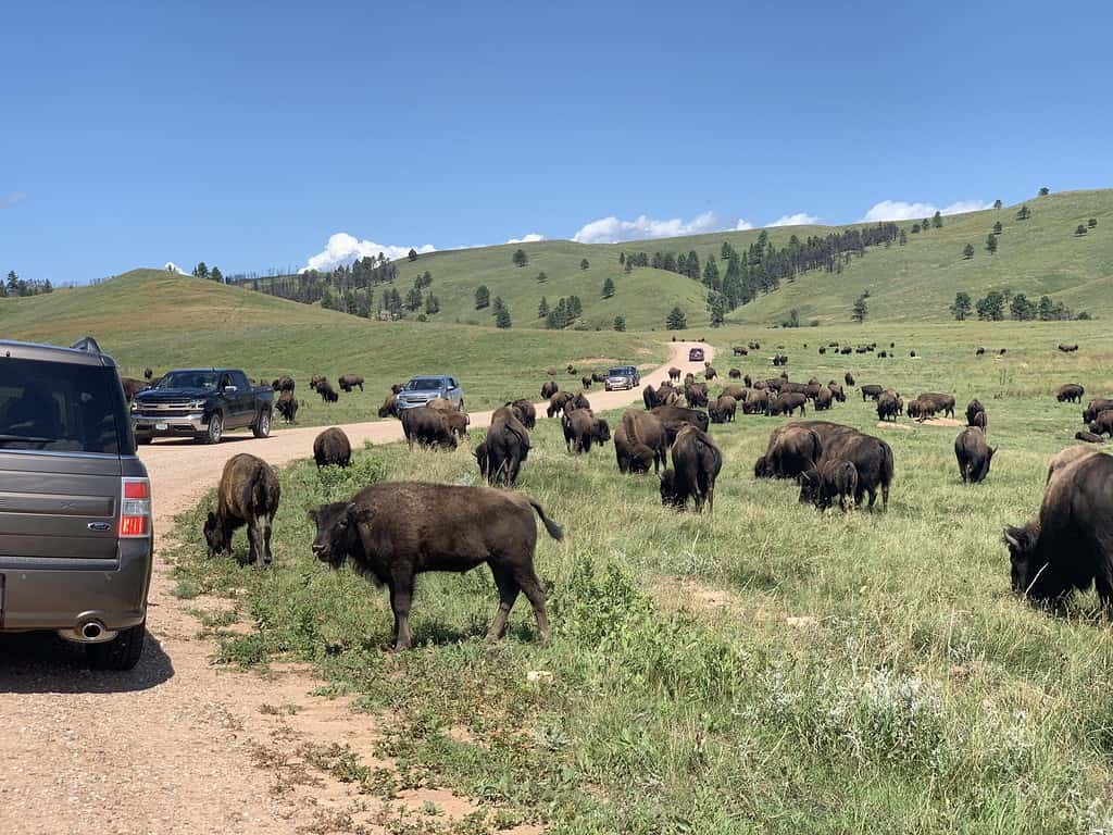 Driving the Wildlife Loop is a great thing to do in the Black Hills